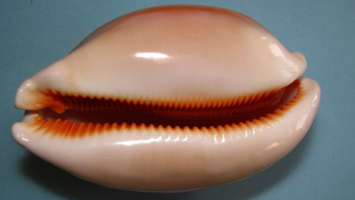 The Seashell-Inspired Material Creating a New Wave of Safety Gear